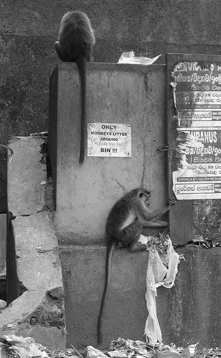 Photo of the Week: Sri Lankan Monkeys