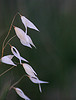 winged-seeds